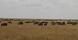 Wildebeest on the move